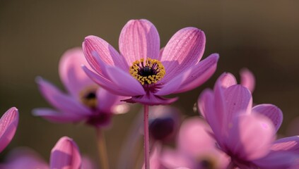 Fototapeta premium Detailed view of violet anemone blossoms
