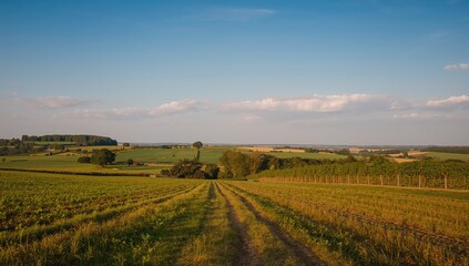 A photograph capturing a rural landscape featuring a dirt path and scattered trees under daylight.