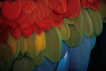 Fototapeta premium Close-up of vibrant bird feathers with an exotic texture