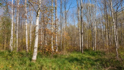 Fototapeta premium Abstract birch tree design in a summer woodland with grass and natural scenery