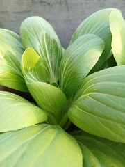 Close-Up of Fresh Green Bok Choy Leaves
