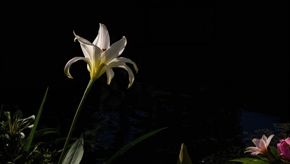 Detailed view of a stunning white lily by the water's edge in a garden setting