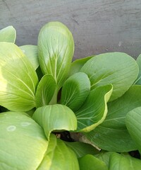 Close-Up of Fresh Green Bok Choy Leaves