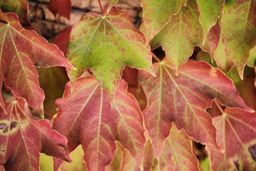 Close-up of colorful autumn ivy leaves with shades of red and green, natural foliage background symbolizing fall and change of seasons.