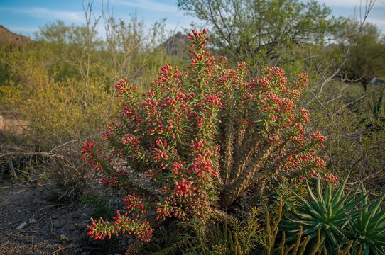 Red-berried cactus with green succulent plants in arid landscape