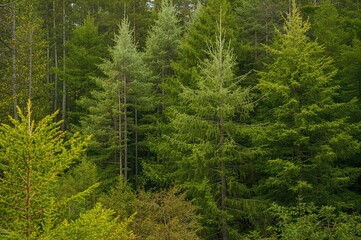 Fototapeta premium Evergreen firs in the forest adorned with a seamless pattern