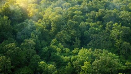 Panoramic view of lush forest and untouched nature