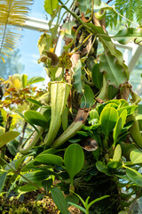 Obraz premium Nepenthes carnivorous plant in Singapore Botanic Gardens