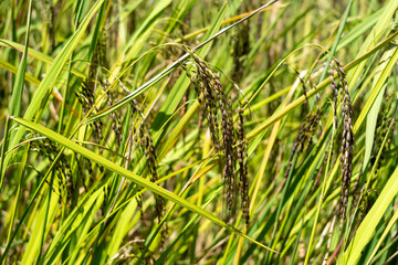 Close-up of rice plants in Toraja, Sulawesi, Indonesia