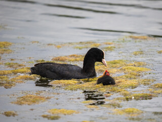 Mother Coot Feeding a Juvenile
