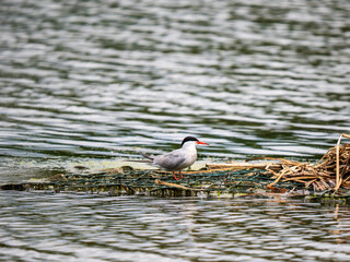 Common Tern Perched on a Lake