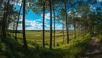 Fototapeta premium Whimsical woodland with twisted trees in a natural park setting