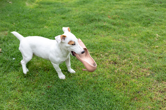 White Jack Russell Terrier Dog Holding Woman's High Heel Shoe on Green Lawn - Naughty Puppy Chewing, Bad Behavior, Pet Training Problem