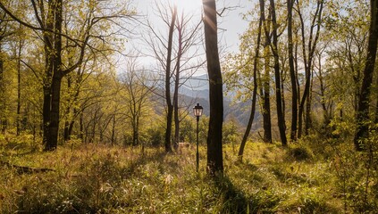 Fototapeta premium Exploring the Enchanting Woodland of a Scenic Region