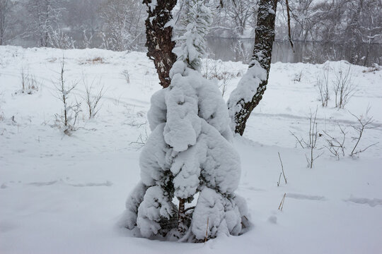 Heavily snow-laden evergreen, almost a frosty sculpture, stands stoutly. Thick, white flakes blanket its branches, creating a pure winter wonderland scene by the distant river