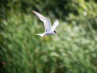 Obraz premium Common Tern Bird in Flight