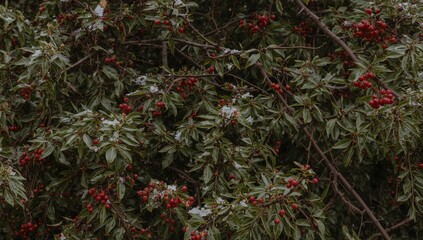 Thorny Thunberg Barberry Shrub in a Garden Setting During a Mild Winter with Sparse Snowfall, Alert - Recent Snow Melt