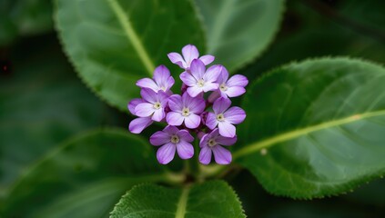 Detailed view of a calotropis gigantea plant adorned with numerous purple blossoms, whose foliage and flowers are utilized in religious rituals and traditional Ayurvedic remedies.