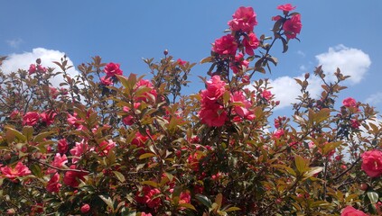Red camellia blossoms on a leafy shrub during spring under a clear blue sky