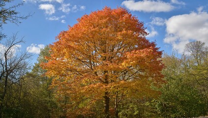 Naklejka premium Stunning tree showcasing fall colors