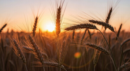 Golden ears of ripe wheat in a field during a beautiful, warm sunset.
