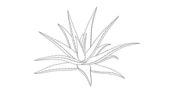 Aloe Drawing Images  Browse 96,094 Stock Photos, Vectors, and Video |  Adobe Stock