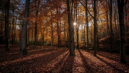 Fototapeta premium Autumn forest scene illuminated by sunlight and shadows among the trees