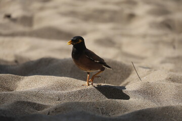 bird on the beach