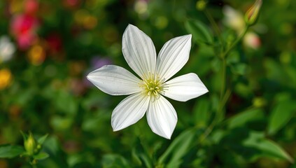 A stunning white Cleome blossom opens elegantly amidst a lively garden setting, showcasing its intricate petals and distinctive form to enhance the natural beauty and sophistication of the scene.
