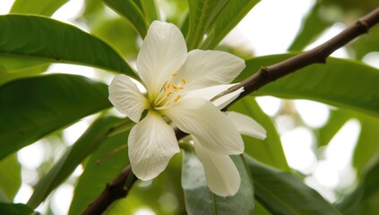 Obraz premium Isolated Archidendron pauciflorum fruit on white background for cooking and agriculture