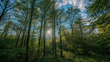 Naklejka premium Sunlight filtering through the trees in a wooded area