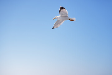 Large white seagulls fly against the sky