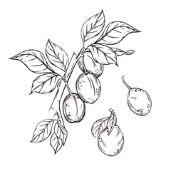 Plums on a branch, vector illustration of plums on a branch with leaves. All hand-drawn in ink. The illustration is suitable for printing on product packaging, food products, and textiles.