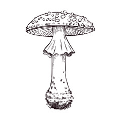 Fly agaric is a poisonous mushroom with a spotted cap and skirt, hand-drawn in ink and translated into a vector. Vector illustration for printing on postcards, tableware, textiles and paper.