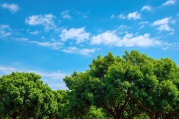 Fototapeta premium Lush green trees with vibrant foliage under a clear blue sky adorned by soft white clouds, evoking a serene atmosphere on a warm sunny day. Perfect for nature enthusiasts and outdoor lovers