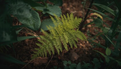 Types of ferns growing in my mother's backyard
