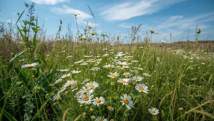Blooming daisies in a natural meadow © VRVisionary
