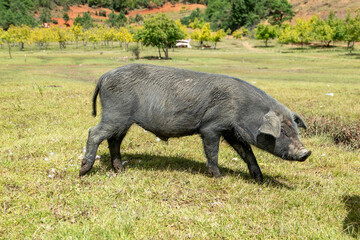 Black pigs raised on grasslands