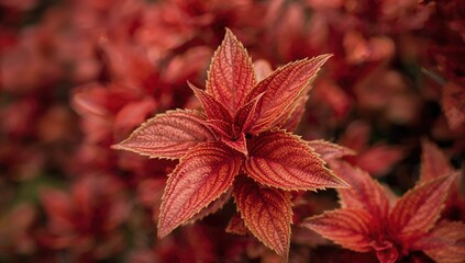 Close-up of textured leaf surface featuring abstract red stripes from natural foliage