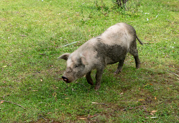 Black pigs raised on grasslands