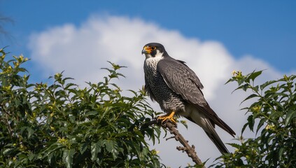 Falcon of the Amur region resting on a tree limb