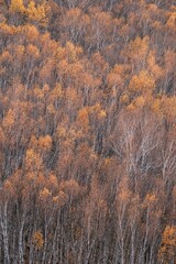 The amazing scenery of autumn on the vast grasslands of Inner Mongolia, China