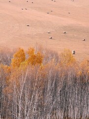 The amazing scenery of autumn on the vast grasslands of Inner Mongolia, China