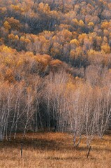 The amazing scenery of autumn on the vast grasslands of Inner Mongolia, China