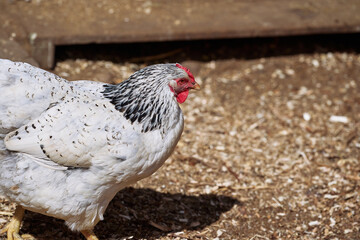 A white chicken is depicted standing on dirt, surrounded by natural outdoor surroundings. This image captures the animal's details, including its speckled feathers and red comb.