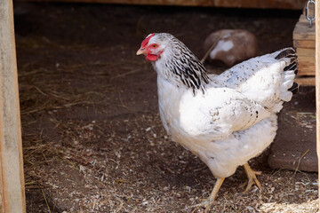 A white chicken with black feather accents in an outdoor farming environment near a chicken coop, capturing barnyard essence and rural life.