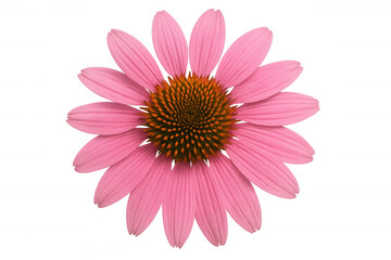 Obraz premium Echinacea coneflower, pink purple petals blooming, herbal medicine plant, natural health concept isolated