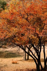 The amazing scenery of autumn on the vast grasslands of Inner Mongolia, China