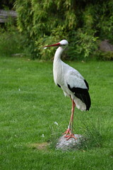 Storch