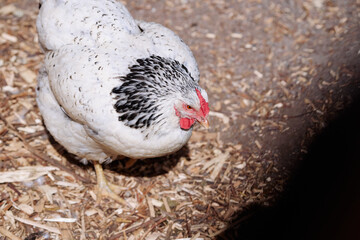 Close-up of a white hen with black markings foraging on a straw-covered surface in an outdoor setting. A natural and rural environment featuring a calm and curious chicken.
